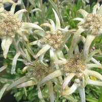 Leontopodium himalayanum